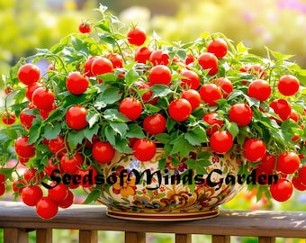 Little Red Riding Hood Micro Dwarf Tomato Seeds – German Heirloom Red Cherry Tomatoes for Small Spaces & Containers