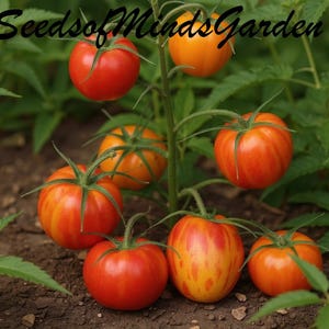 May include: A close-up of a tomato plant with several ripe tomatoes in various stages of ripeness. The tomatoes range in color from red to orange with yellow streaks. The text "SeedsofMindsGarden" is at the top.