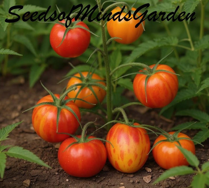 May include: A close-up of a tomato plant with several ripe tomatoes in various stages of ripeness. The tomatoes range in color from red to orange with yellow streaks. The text "SeedsofMindsGarden" is at the top.