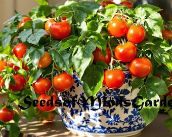 Red Velvet Micro Dwarf Tomato Seeds – Perfect for Small Spaces, Packed with Sweet Flavor (Limited)