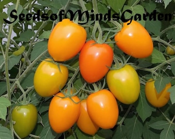 Orange Banana Heirloom Tomato Seeds – Sweet & Fruity Paste Variety, High-Yield Garden Favorite