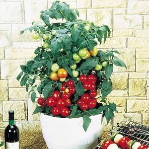 May include: A potted tomato plant with green leaves and red and green tomatoes. The plant is in a white pot and is sitting on a brick wall.
