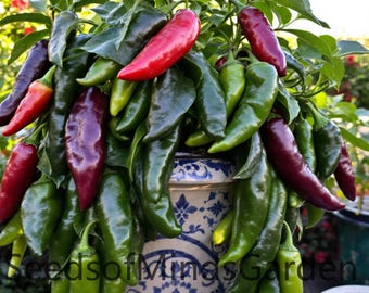 Ancho / Poblano Pepper Seeds Heirloom Non-GMO