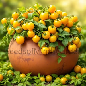 Puede incluir: Una maceta de terracota rebosante de una planta de tomate amarillo vibrante. La planta está llena de tomates amarillos maduros y brillantes, creando una exhibición alegre y colorida.
