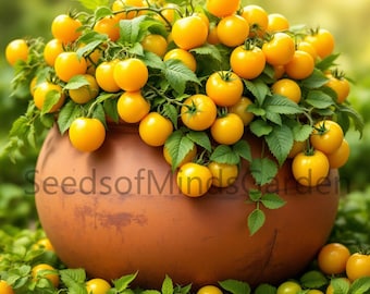 Yellow Budgie Micro Dwarf Tomato Seeds – Tangy Golden Cherry Tomatoes for Containers, Patios & Small Gardens (Limited Qty:)