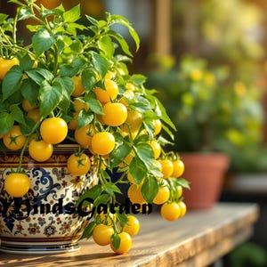 May include: A potted yellow tomato plant with many ripe tomatoes. The plant is in a decorative ceramic pot with a floral pattern.
