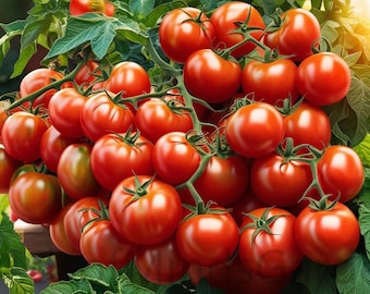 Japanese Mini Micro Dwarf Cherry Tomato Seeds – Compact, High-Yield, Sweet Flavor for Small Pots & Indoor Gardening