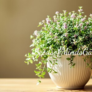 May include: A white, ribbed ceramic pot filled with a lush green plant with small pink flowers. The plant is overflowing from the pot, with the text "SeedsofMindsGarden" in white script on the pot.