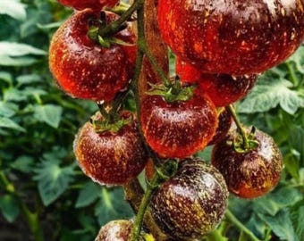 Puede incluir: Un racimo de tomates maduros colgando de una vid. Los tomates son una mezcla de rojo y morado con un patrón moteado. Algunos tomates son redondos, mientras que otros son más alargados.