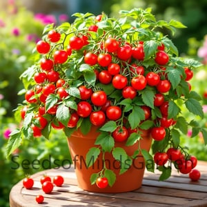 May include: A potted tomato plant with many red ripe tomatoes growing on it. The plant is in a brown terracotta pot and is sitting on a wooden table. The text "SeedsofMindsGarden" is visible on the table.