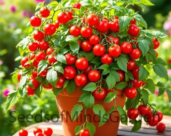 Florida Petite Tomato Seeds – Rare Micro Dwarf Orange Cherry | Sweet Compact Plant for Pots, Patios & Indoor Gardening