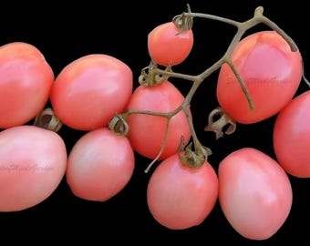 Pearly Pink Cherry Tomato Seeds – Heirloom, Sweet Flavor, High-Yield Indeterminate Garden Variety
