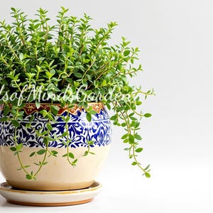May include: A vibrant green plant in a decorative ceramic pot with a blue and white pattern. The pot sits on a matching saucer. The text "Seeds of Minds Garden" is visible on the pot.