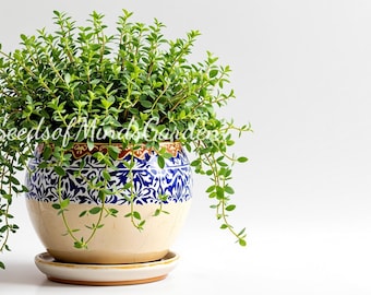 Organic Greek Oregano – Authentic Dried Oregano Leaves, Mediterranean Culinary Herb, Natural Herbal Seasoning for Cooking