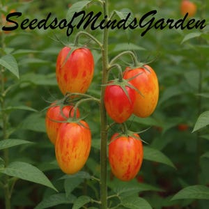 May include: A close-up of a cluster of ripe tomatoes on a vine. The tomatoes are oblong, with a vibrant mix of red and orange hues. The text "SeedsofMindsGarden" is in the upper left corner, with a green leafy background.