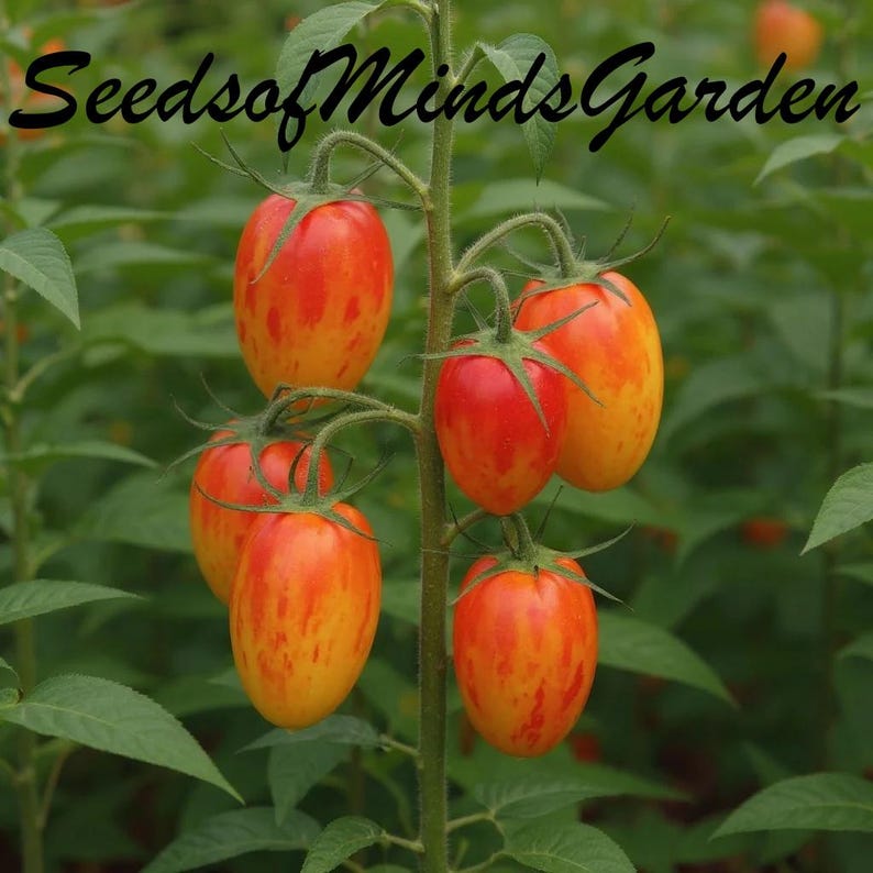 May include: A close-up of a cluster of ripe tomatoes on a vine. The tomatoes are oblong, with a vibrant mix of red and orange hues. The text "SeedsofMindsGarden" is in the upper left corner, with a green leafy background.