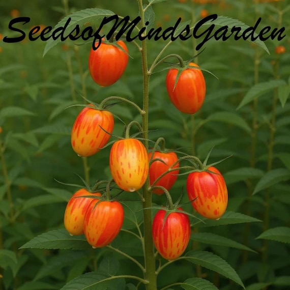 Blush Tomato Seeds – Sweet Heirloom Cherry Tomatoes, Easy to Grow, Vibrant Garden Vegetable Seeds, Non-GMO, Organic Gardening