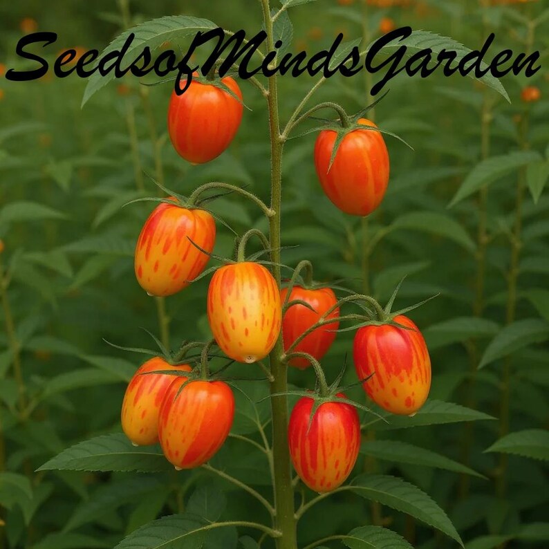 May include: A close-up of a plant with several orange and yellow striped tomatoes. The tomatoes are oval-shaped and attached to green stems with green leaves. The text "SeedsofMindsGarden" is in the upper left corner.
