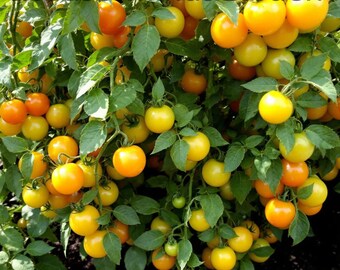 Sun Sugar Cherry Tomato Seeds – Sweet Yellow Tomatoes, Non‑GMO Heirloom Vegetable Seeds for Home & Patio Gardening