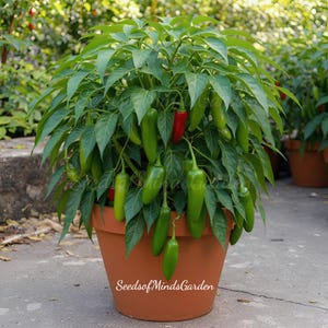 gorilla plant Gorilla Runtz Autoflower Seeds – Premium Cultivars main image 1