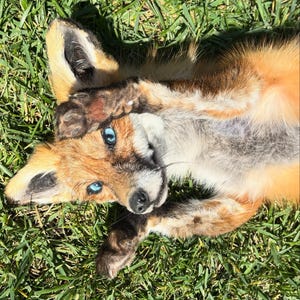 May include: A red fox cub with bright blue eyes lies on its back in green grass, paws covering its face. The fox has a fluffy, orange and white coat, with black markings on its ears and paws. The cub is looking up at the viewer.