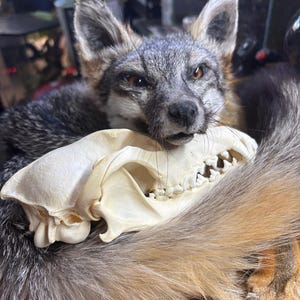 May include: A taxidermy gray fox with silver, black, and tan fur resting its chin on a white, cleaned animal skull. The fox has amber-colored eyes, pointed ears, and long whiskers, while the skull displays visible teeth and bone structure.