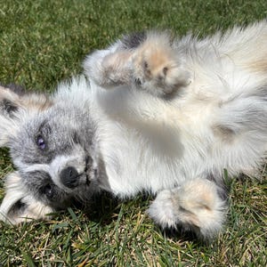 May include: A fluffy puppy with a blue merle coat featuring patches of gray, white, and tan fur. The puppy is lying on its back with its paws curled upward, displaying a white chest and belly, a dark nose, and one visible light purple eye.