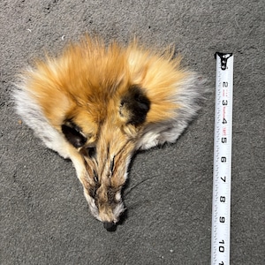 May include: A red fox pelt featuring orange, white, and black fur, positioned next to a white measuring tape that indicates a length of approximately 12 inches from the top of the fur to the tip of the nose.