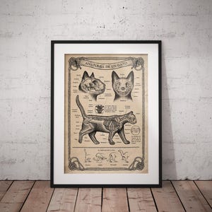 Arte anatomica del gatto, illustrazione dello scheletro felino, poster veterinario vintage, stampa di biologia animale, arredamento anatomico del gatto, arte della parete educativa.