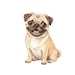 TheChubbyPug