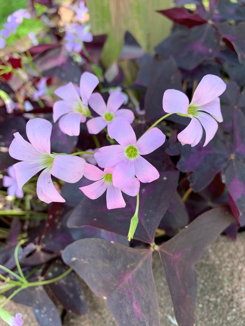 Spring sale blow out 14 Shamrock plant bulbs 8 for purple