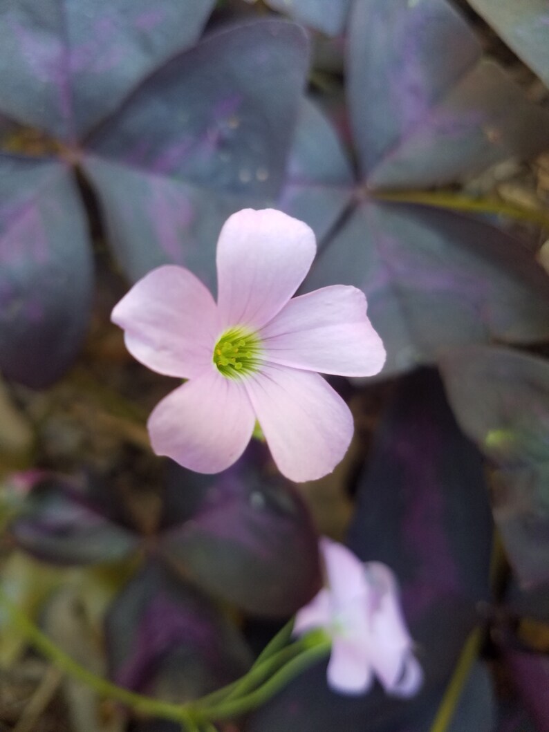 Spring sale blow out 14 Shamrock plant bulbs 8 for purple