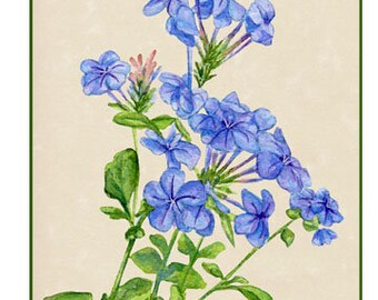 5x7 Watercolor Artwork "Blue Phlox" on Floral Greeting Card, Blank on the inside