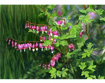 5x7  Blank Cards/Matted Prints - "Bleeding Hearts"