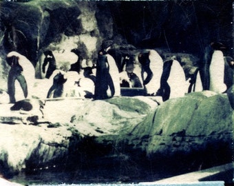 Formalwear – St. Louis Zoo penguins, Polaroid transfer photograph