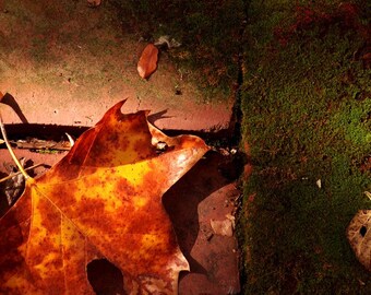 Moss grows flat – fall autumn leaf brick photograph