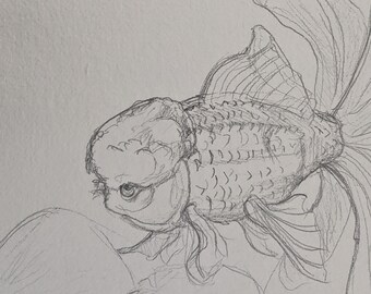 Oranda Goldfish Pencil Sketch Original by Unknown Artist