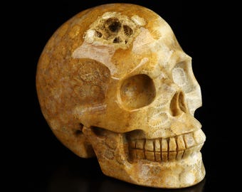 3.5&quot; Coral Fossil Hand Carved Crystal Skull, Home Decor Sculpture, Crystal Gift