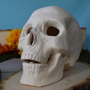 Bisque Ceramic Skull | Ceramic Skull | DIY | PYO | Paint Your Own | Skull | Halloween Decor | Scary Art | Spooky Skull  | Halloween Project