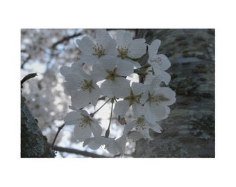 Kirschbaum-Blumen-Puzzle mit über 1000 Teilen