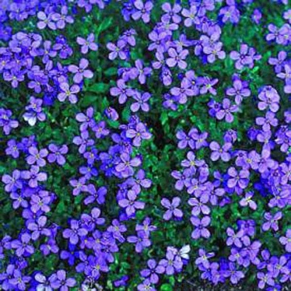 300 Samen Gänsekresse Cascade Blue – Aubrieta Cultorum Hybrida