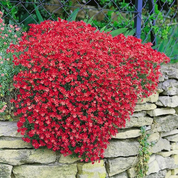 300 Samen Rock Cress Cascade Red - Aubrieta Cultorum Hybrida