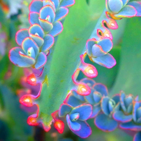 20 seeds Mother of Millions - kalanchoe daigremontiana - mother of thousands, or Mexican hat plant