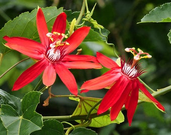 5 seeds Passiflora coccinea - passion flowers or passion vines