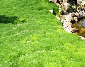 1000 irish moss seeds - sagina subulata, scotch moss, heath pearlwort, Lawn pearlwort, Lawn Spurrey, Moss Green