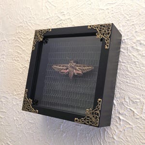May include: A framed insect display featuring a moth with brown and pink wings. The black frame has ornate gold corner accents. The moth is centered on a dark grey grid background, encased in glass.