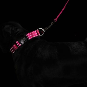 May include: A black pug wearing a pink and white dog collar with the text "Stella & Chewy's" on it. The dog is attached to a pink leash.