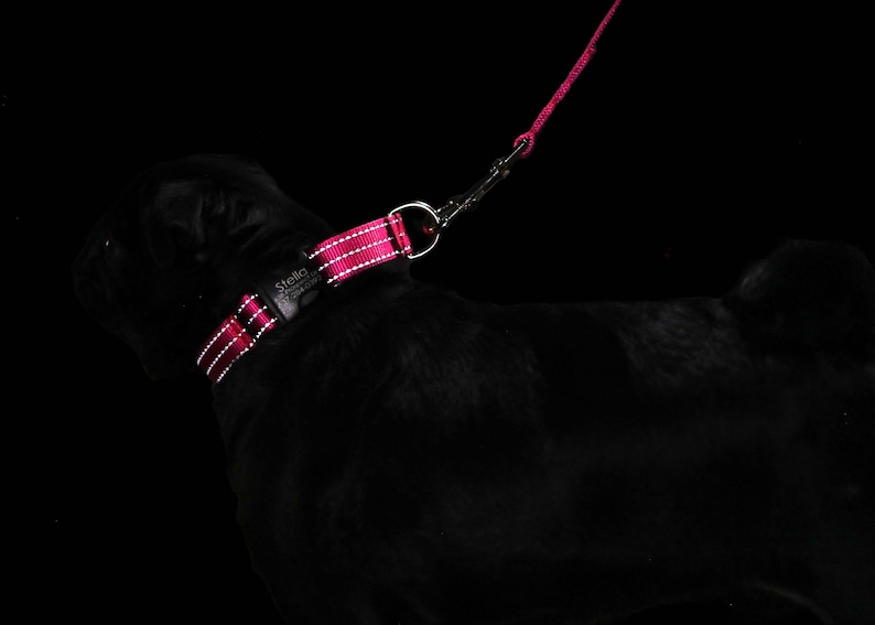 May include: A black pug wearing a pink and white dog collar with the text "Stella & Chewy's" on it. The dog is attached to a pink leash.