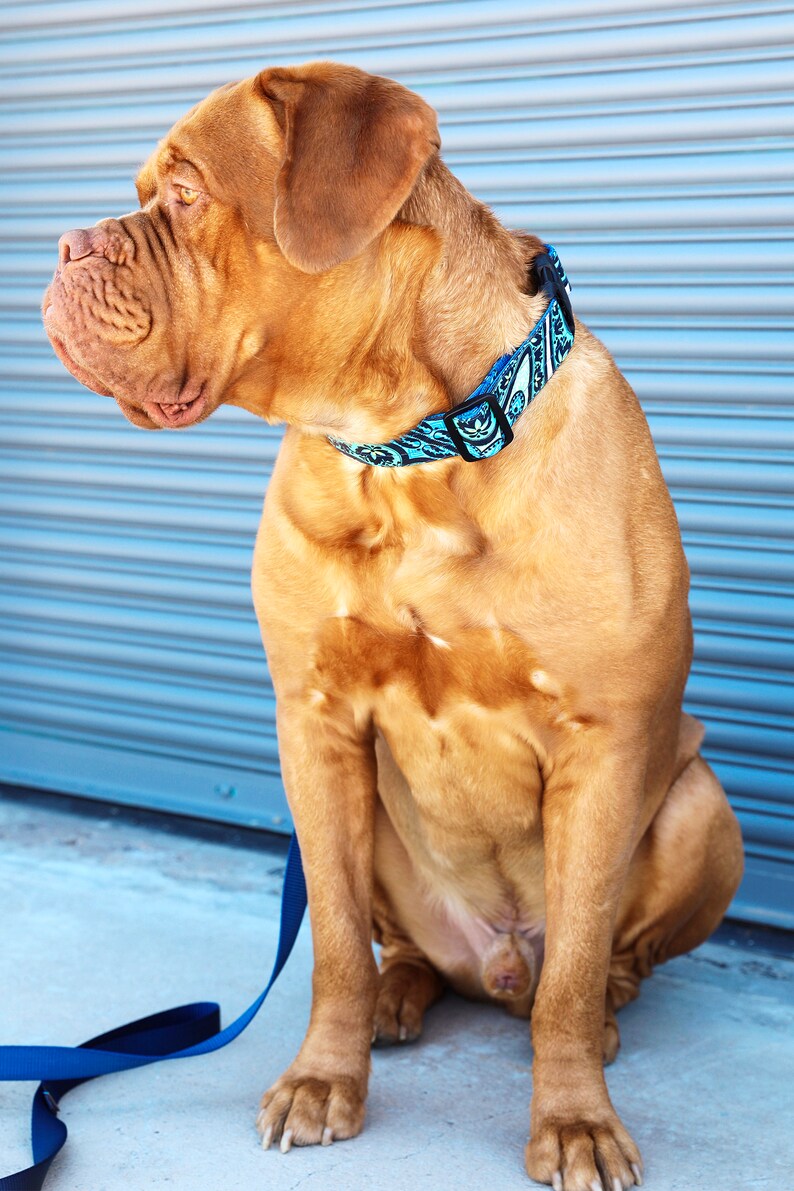 Water Resistant Big Dog Engraved Buckle Collar Large Breed Collar 1.5 Inch WIDE LAMINATED Cotton Patterned Dog Collar