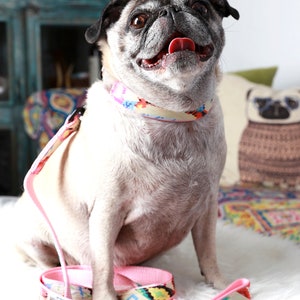 May include: A light brown pug dog wearing a pink and multi-colored patterned collar and leash. The dog is sitting on a white surface and looking up with its mouth open.